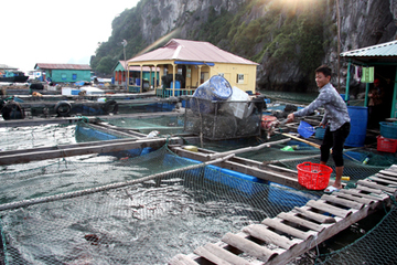 Quảng Ninh: Phát triển ngành thủy hải sản giúp hàng nghìn hộ dân có thu nhập ổn định