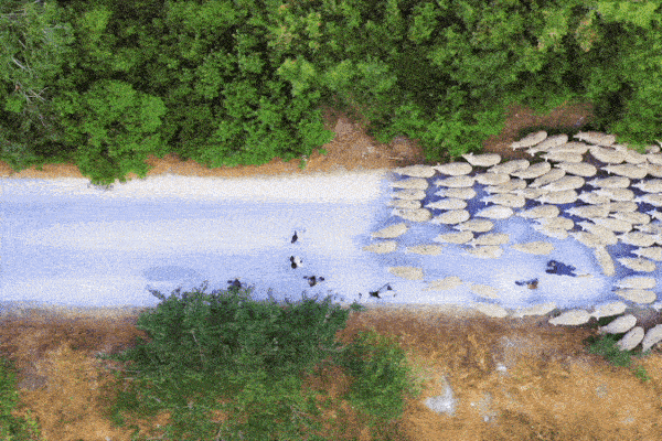 Khoảnh khắc ngoạn mục về đàn cừu nghìn con di chuyển trên cánh đồng