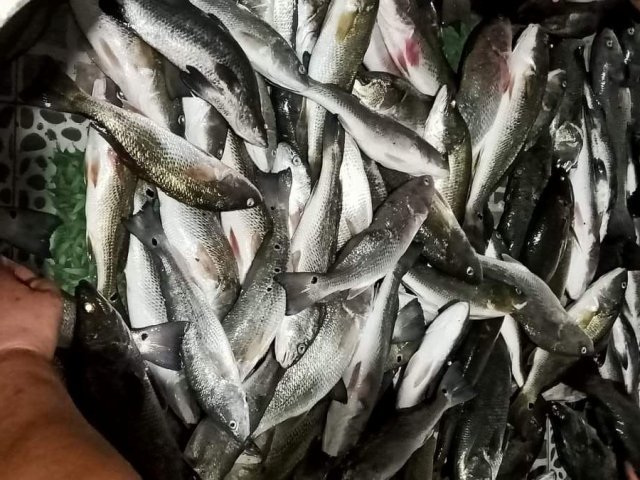 Thanh Hóa: 44 tấn cá bị yếu, chết bất thường trên sông Lạch Bạng