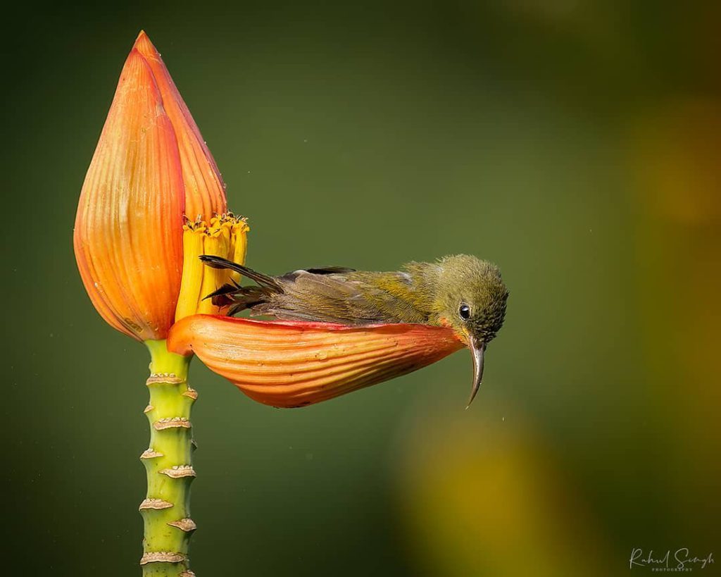 Chim hút mật no nê rồi ngả lưng ngủ trên cánh hoa, khoảnh khắc chỉ có một lần trong đời