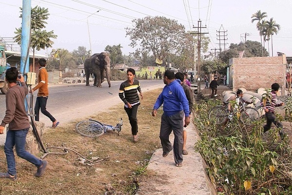Đám đông ‘duyệt binh’ để xua đuổi con voi khổng lồ ở Ấn Độ