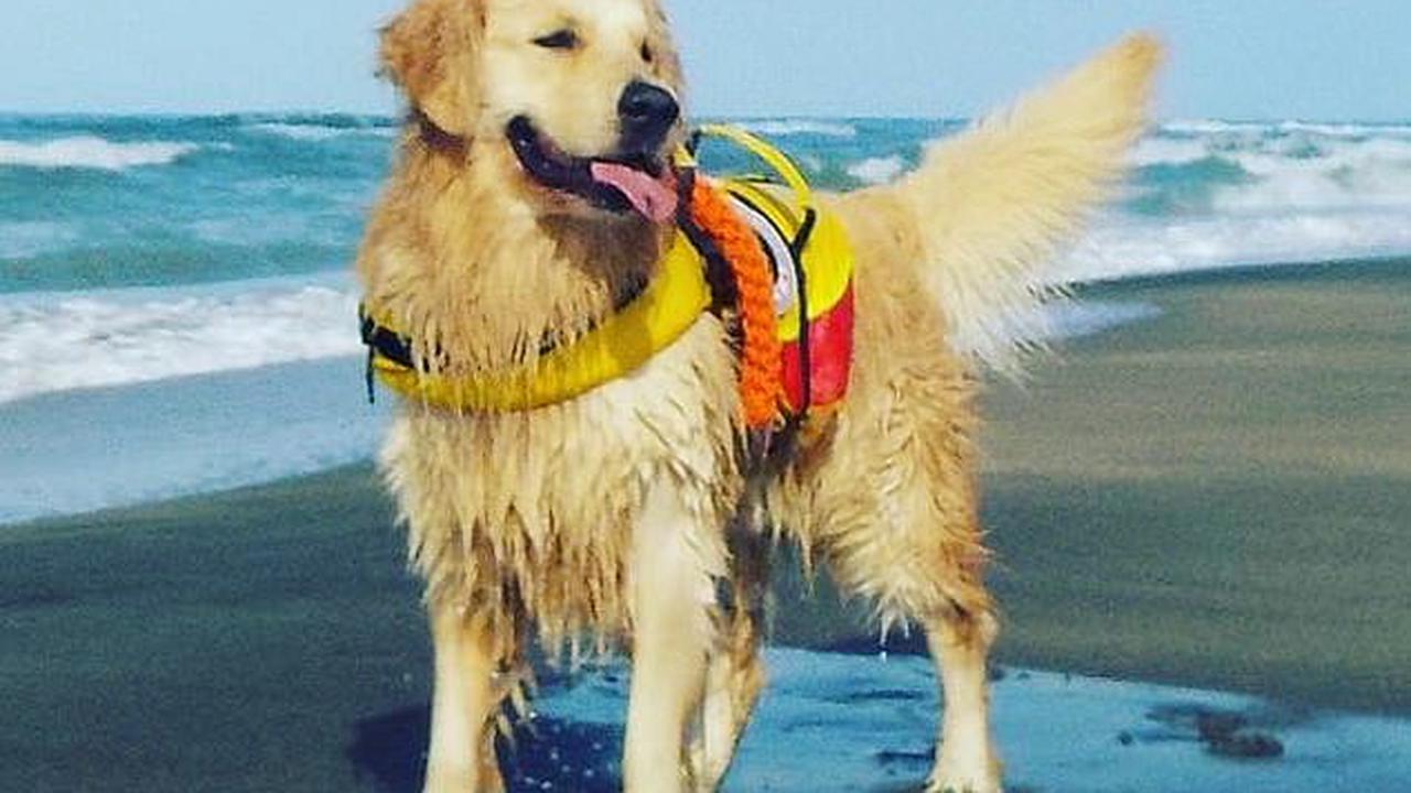 'Chú chó cứu hộ' phiên bản đời thực, luyện tập để giải cứu người đi biển