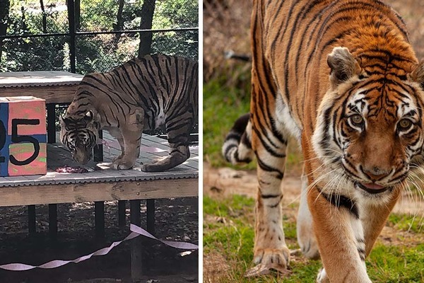 Con hổ sống lâu nhất thế giới sống trong khu bảo tồn, ăn bằng ‘đĩa bạc’, có hồ bơi riêng