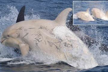 Phát hiện cặp cá voi sát thủ trắng quý hiếm ngoài khơi bờ biển Nhật Bản