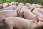 Giá cám tăng cao, lợn hơi bị ép giá, người nuôi lợn… lỗ nặng