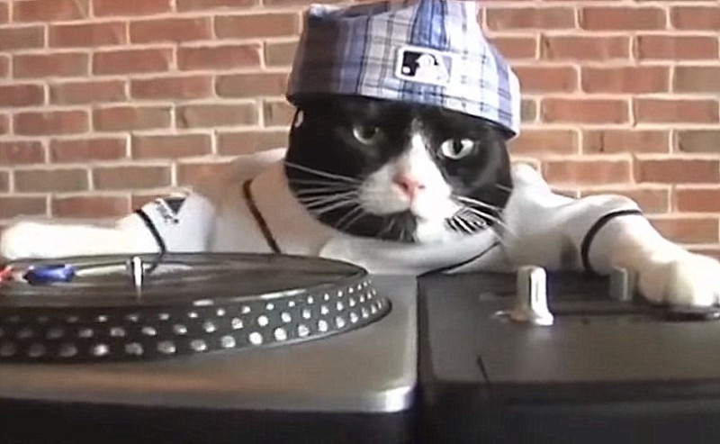 Mèo tự mở nhạc khi chủ nhân vắng nhà khiến hàng xóm 'choáng váng'
