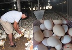 Nghịch lý giá gà rẻ hơn rau, trứng lại khan hiếm giá đắt đỏ