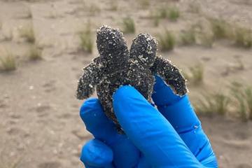 Phát hiện rùa hai đầu mới nở nằm trên bãi biển Mỹ