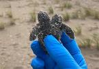 Phát hiện rùa hai đầu mới nở nằm trên bãi biển Mỹ