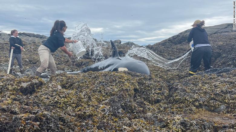 Cá voi sát thủ mắc cạn trên bãi đá và quá trình giải cứu suốt 6 tiếng đồng hồ