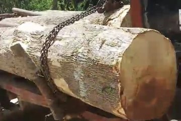 Đắk Lắk: Hơn 40 người vác dao uy hiếp bảo vệ rừng để cướp tang vật