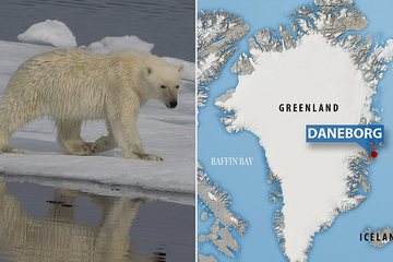Gấu bắc cực tấn công đoàn quay phim tài liệu ở Greenland