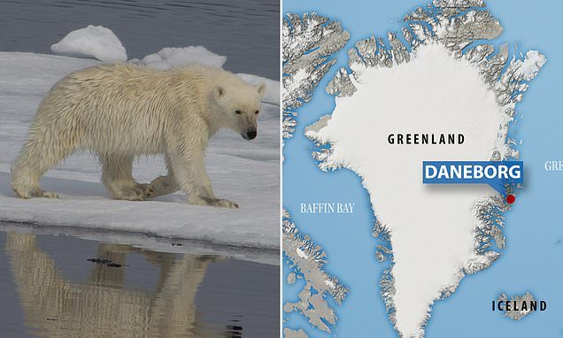 Gấu bắc cực tấn công đoàn quay phim tài liệu ở Greenland