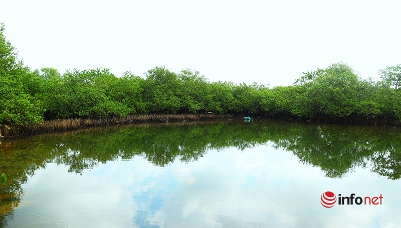Quảng Nam: Rừng ngập mặn chết khô không rõ nguyên nhân