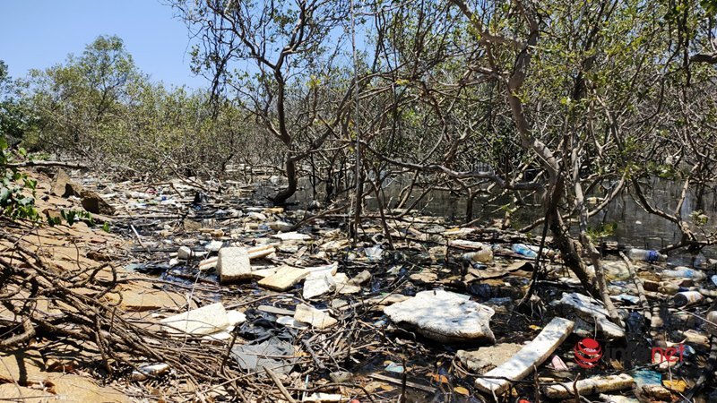 Quảng Nam: Rừng ngập mặn chết khô không rõ nguyên nhân
