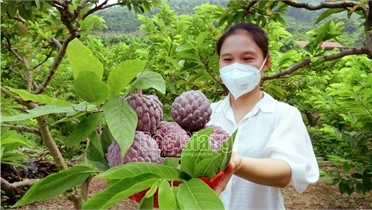 Nông dân Bắc Giang trồng được giống na lạ bán giá cao