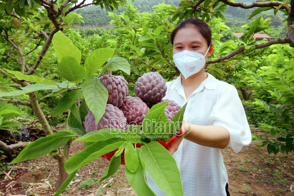 Nông dân Bắc Giang trồng được giống na lạ bán giá cao