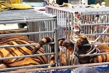 Phát hiện hàng chục con hổ bị nuôi nhốt trong nhà dân ở Nghệ An