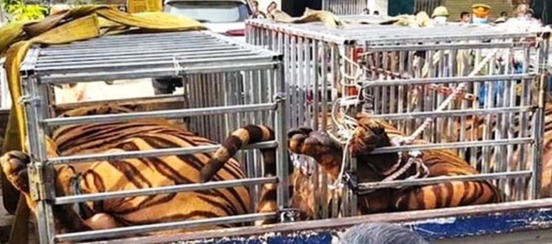 Phát hiện hàng chục con hổ bị nuôi nhốt trong nhà dân ở Nghệ An