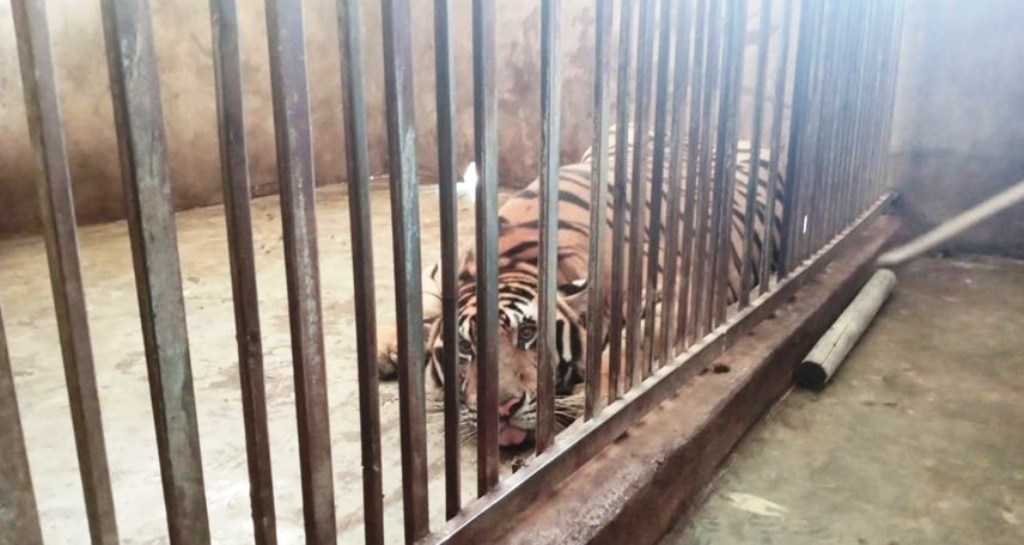 Hành trình triệt phá vụ nuôi nhốt 17 cá thể hổ trong nhà dân ở Nghệ An