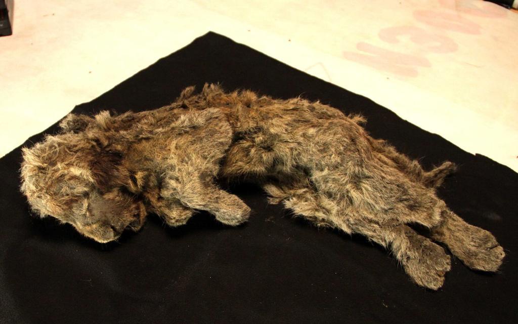 Bí ẩn xác ướp sư tử cách đây 28.000 năm còn nguyên nội tạng, lông