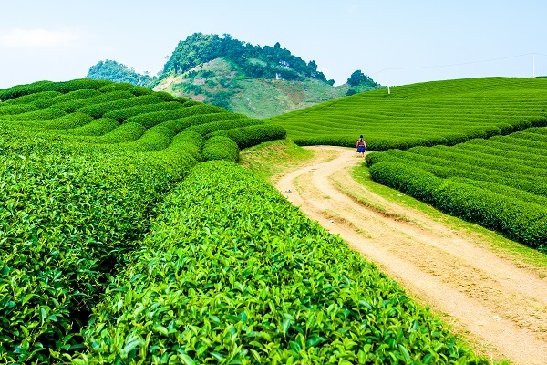 Khám phá hành trình giữ trọn giá trị thật của trà tự nhiên với TH true TEA