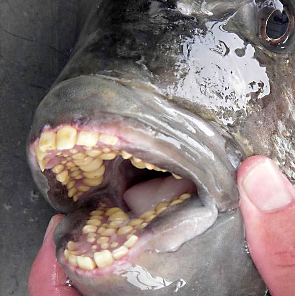Cá kỳ dị miệng đầy răng bị bắt ngoài khơi bờ biển Bắc Carolina