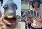 Cá kỳ dị miệng đầy răng bị bắt ngoài khơi bờ biển Bắc Carolina