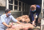 Vận chuyển 1 tấn lợn nhiễm dịch tả lợn châu Phi mang đi bán