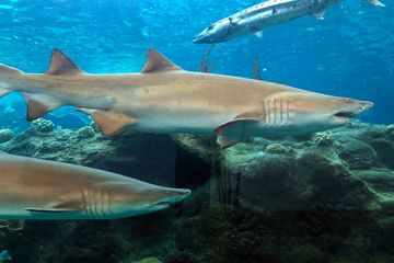 Cuộc chạm trán với đàn cá mập 50 con ngoài khơi bờ biển nước Anh và cái kết bất ngờ