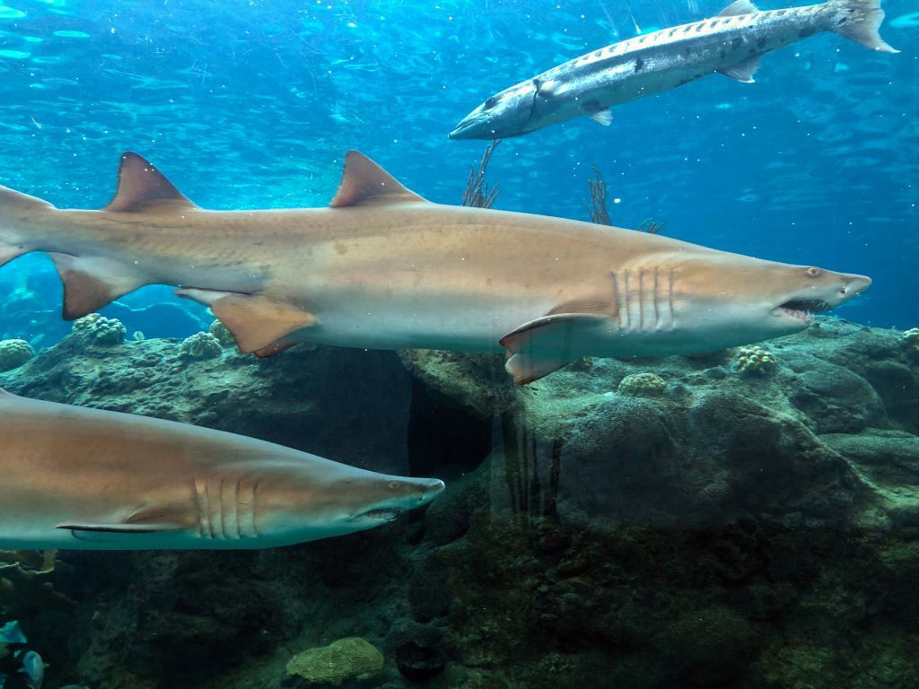 Cuộc chạm trán với đàn cá mập 50 con ngoài khơi bờ biển nước Anh và cái kết bất ngờ