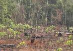 Gần 20 đối tượng bị phạt hơn 1,5 tỉ đồng về tội phá rừng phòng hộ
