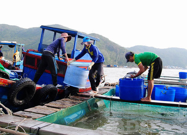 Sản lượng nuôi trồng thủy sản toàn tỉnh Bình Định ước đạt 5.700 tấn