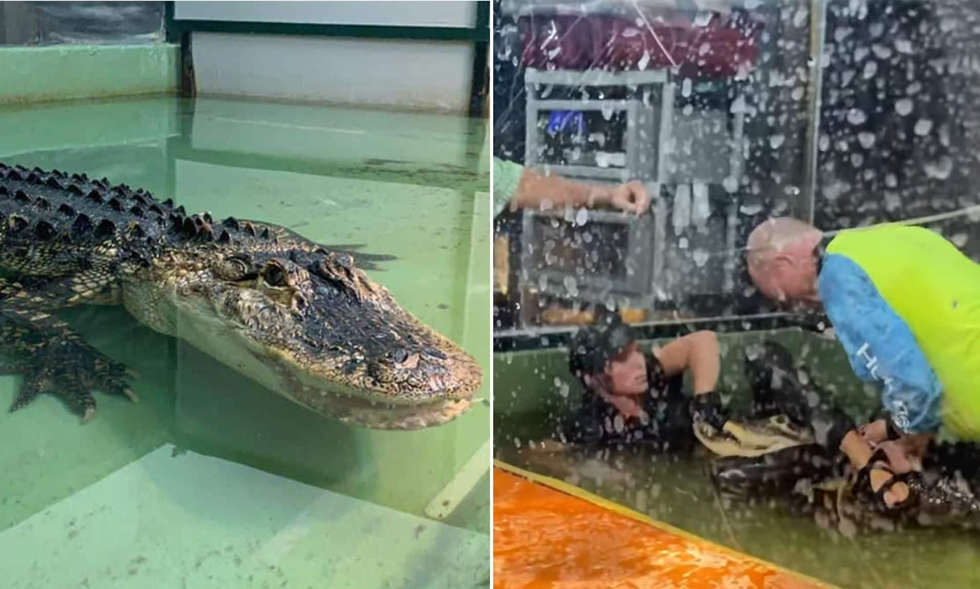 Cá sấu tấn công người huấn luyện trước sự chứng kiến của nhiều du khách