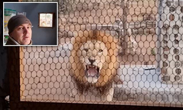 Khoảnh khắc dựng tóc gáy khi sư tử gầm thét dọa chủ nhà qua cửa sổ nhà bếp