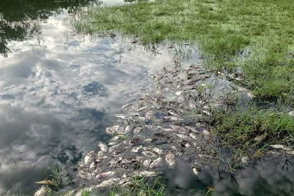 Huế: Cá sông suối trong Khu Công nghiệp Phong Điền chết hàng loạt chưa rõ nguyên nhân