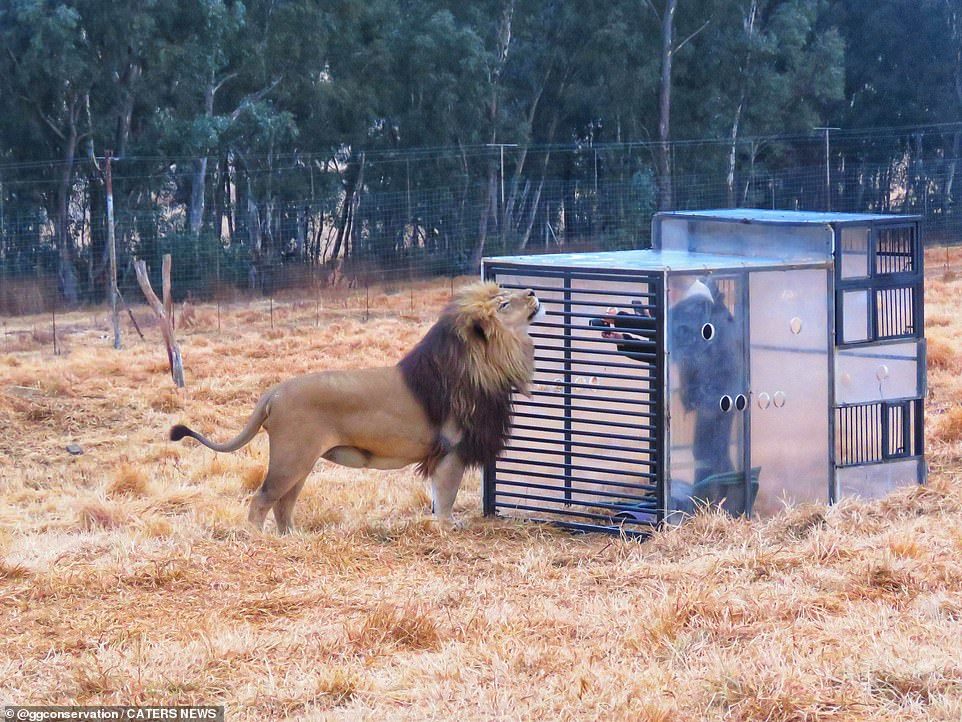 Chụp cận mặt những con sư tử châu Phi, trải nghiệm cho những ai ưa mạo hiểm