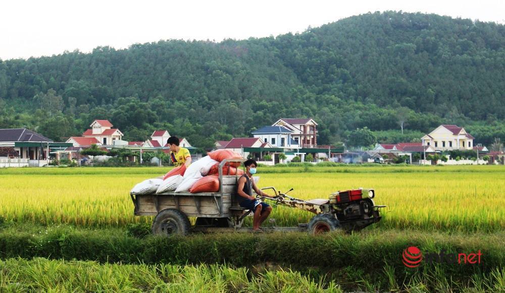 Nông dân vùng giãn cách Nghệ An tất bật thu hoạch lúa sớm vừa chạy bão, vừa bảo đảm phòng dịch
