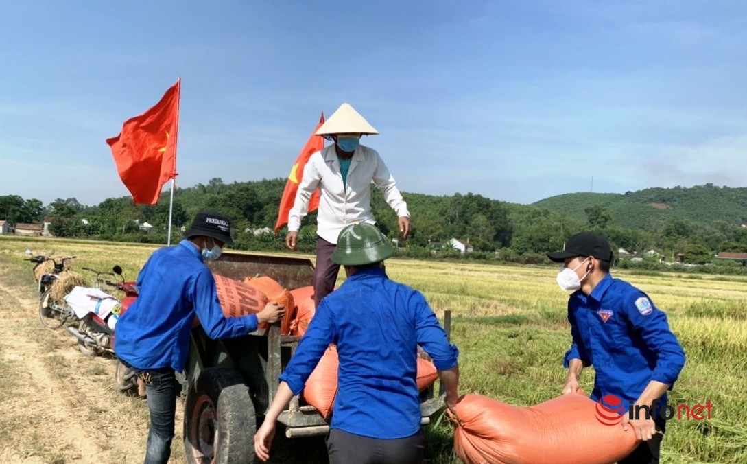 Yên Thành,Nghệ An,vùng lúa,thanh niên,giúp dân gặt lúa,cách ly tại nhà,phòng chống dịch