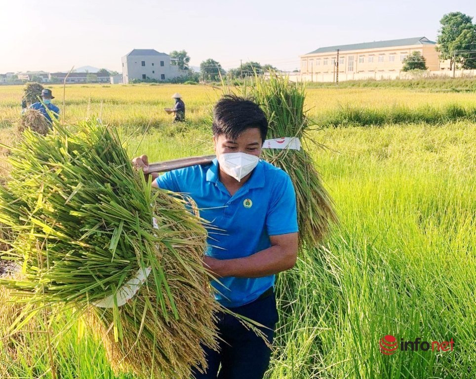 Yên Thành,Nghệ An,vùng lúa,thanh niên,giúp dân gặt lúa,cách ly tại nhà,phòng chống dịch