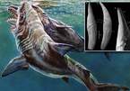 'Siêu cá mập' Megalodon tấn công cá nhà táng khổng lồ trong cuộc đấu sinh tử