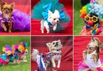 Thú vị cuộc thi sắc đẹp của những chú chó chihuahua ở Anh