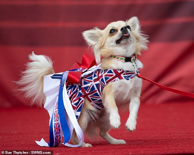 Thú vị cuộc thi sắc đẹp của những chú chó chihuahua ở Anh