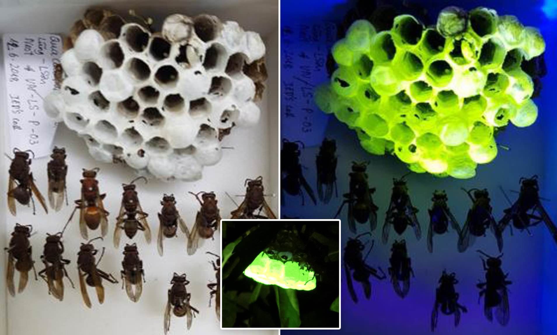Bí ẩn về tổ ong bắp cày phát sáng dưới tia UV