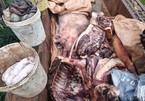 70 con lợn nhiễm virus dịch tả châu Phi vẫn bán cho thương lái thịt tuồn ra thị trường
