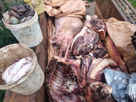 70 con lợn nhiễm virus dịch tả châu Phi vẫn bán cho thương lái thịt tuồn ra thị trường