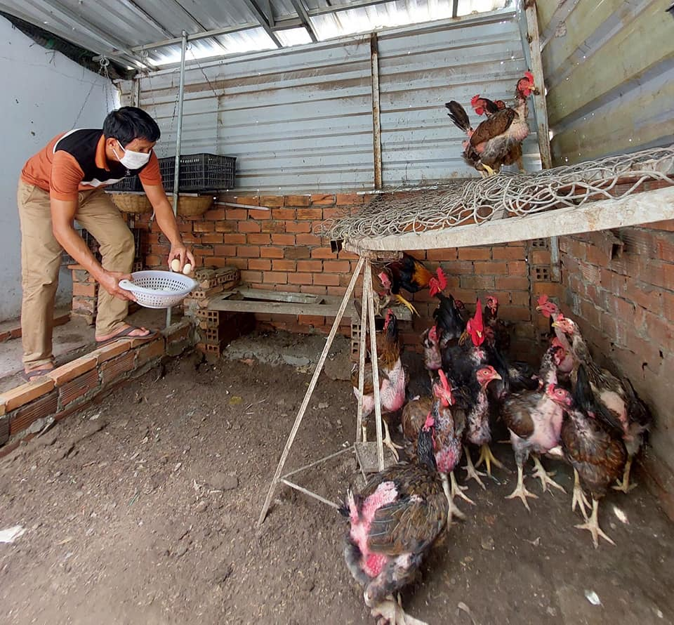 Trồng cây, nuôi gà trên nóc nhà giúp gia đình Sài Gòn sống ung dung những ngày hạn chế đi chợ