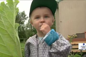Bé trai 4 tuổi bỗng 'nổi như cồn' trên mạng nhờ tài ăn rau nhà trồng