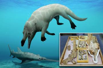 Phát hiện cá voi có 4 chân từng là động vật ăn thịt hàng đầu trong quá khứ