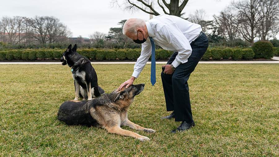 Chó cưng của ông Biden được đưa đi huấn luyện vì lại cắn người